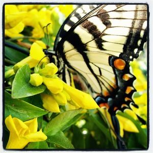 Meet your Posher, Niki